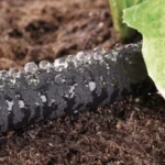 Tuyau micro-poreux Ø 16 mm – Claber