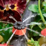 Goutteur Shrubbler autorégulant – Antelco – Image 2