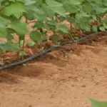 Tuyau avec goutteurs intégrés D2000 – Goutteur plat – Ø 16 mm – Rivulis – Image 2