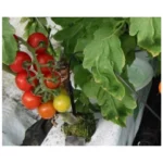 Piquet coudé pour micro-tube – Image 2