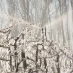 Arroseur antigel basse pression Xcel-Wobbler 3/4" M - Senninger – Image 3