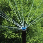 Buse femelle MP-Rotator - Hunter – Image 4