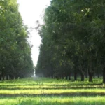 Micro asperseur Mini-Wobbler 1/2" M - Senninger – Image 5