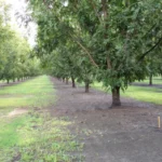 Micro asperseur Mini-Wobbler 1/2" M - Senninger – Image 6